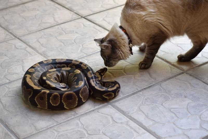 Snake (small and non-venomous)