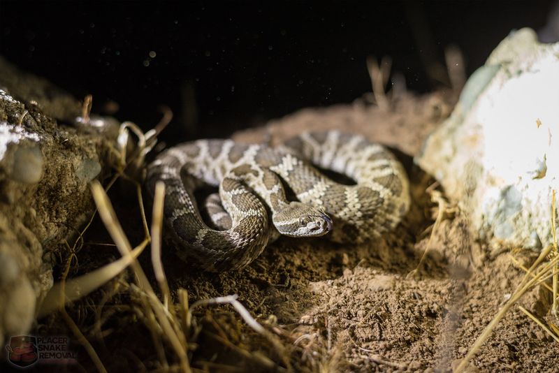 Snakes in Warm Climates