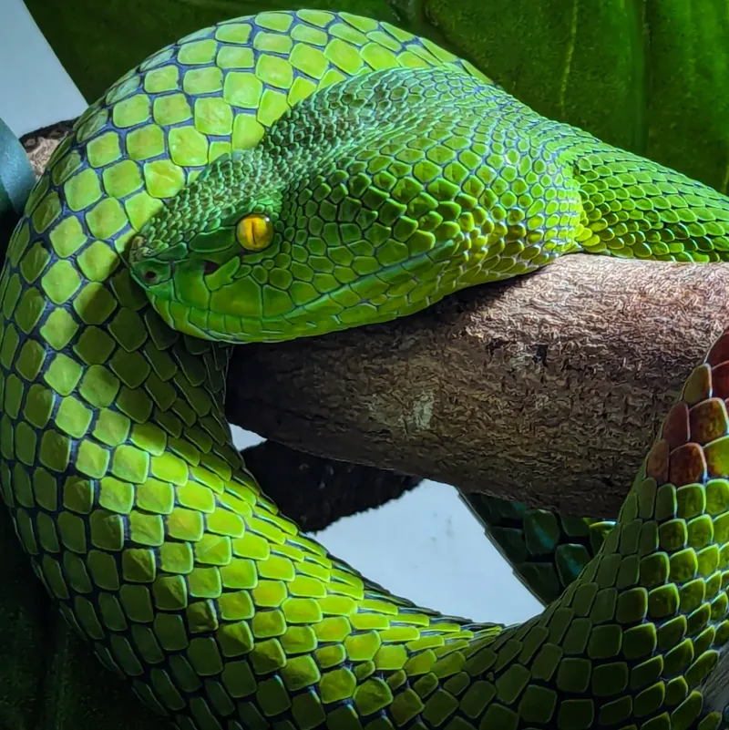 Snakes