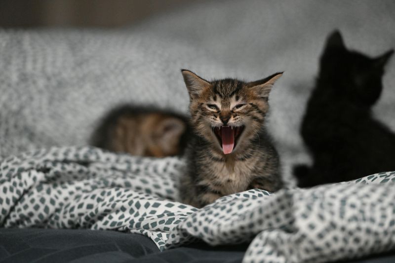 Snoring or Labored Breathing During Sleep
