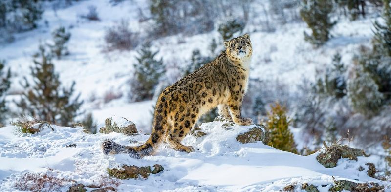 Snow Leopard