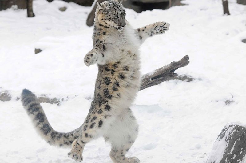 Snow Leopard