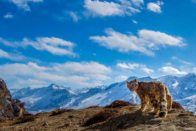 Snow Leopard