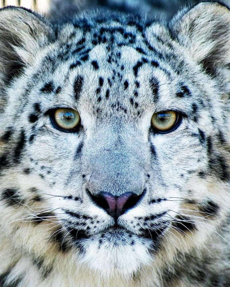 Snow Leopard's Crystalline Gaze