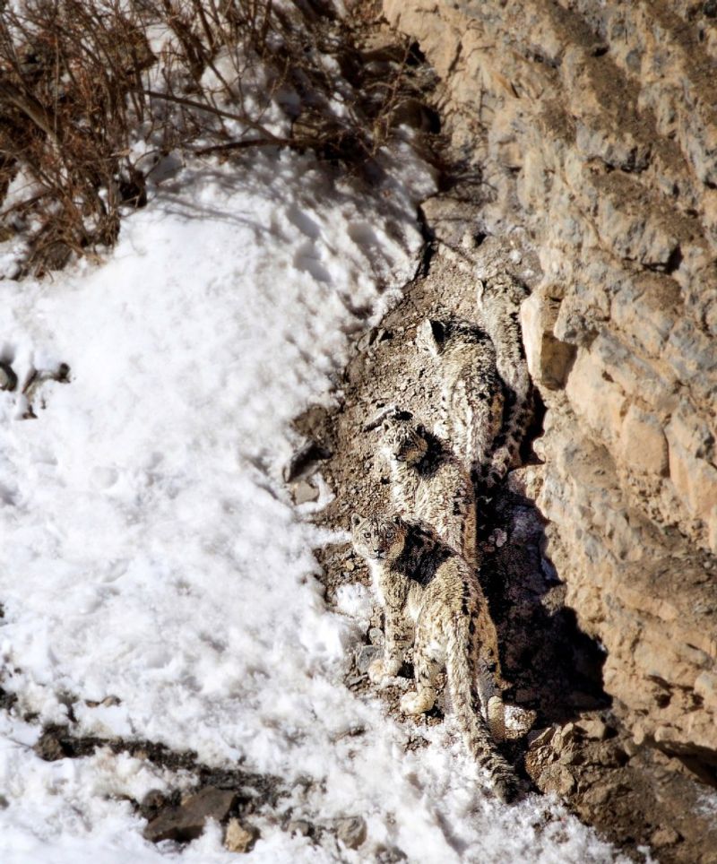 Snow Leopard