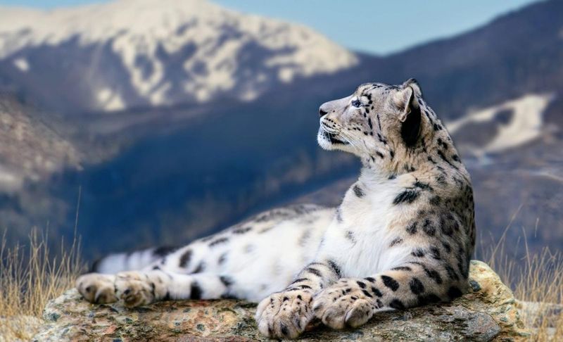 Snow Leopard