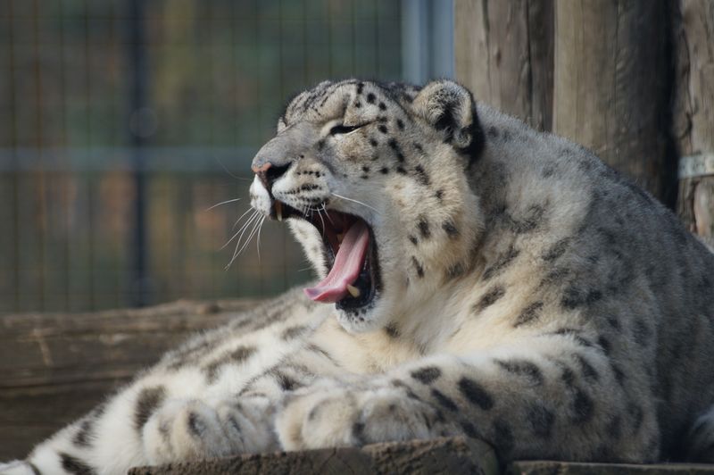 Snow Leopard (Panthera uncia)