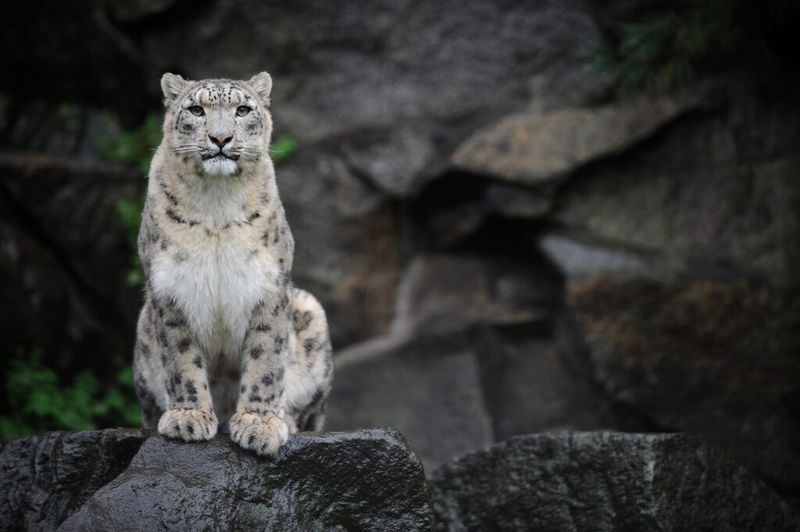 Snow Leopard (Panthera uncia)