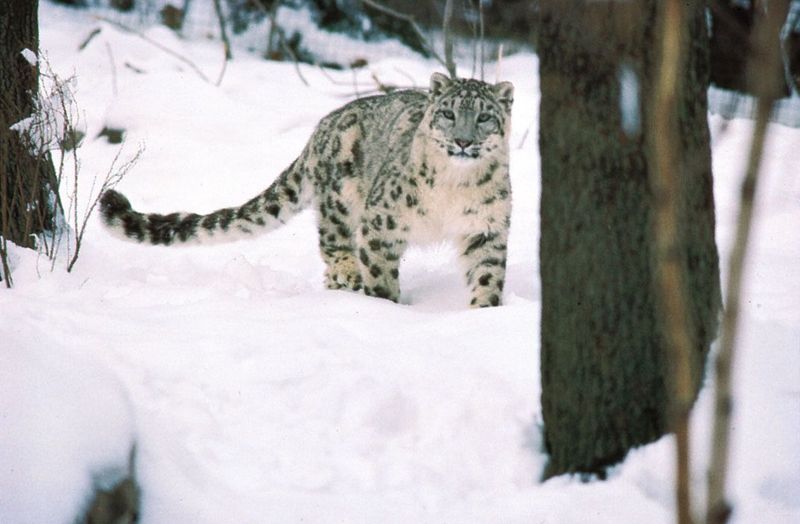 Snow Leopard (Panthera uncia)
