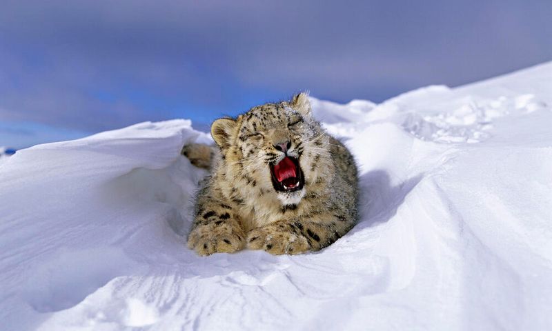 Snow Leopards Can’t Roar—But They Can Chuff