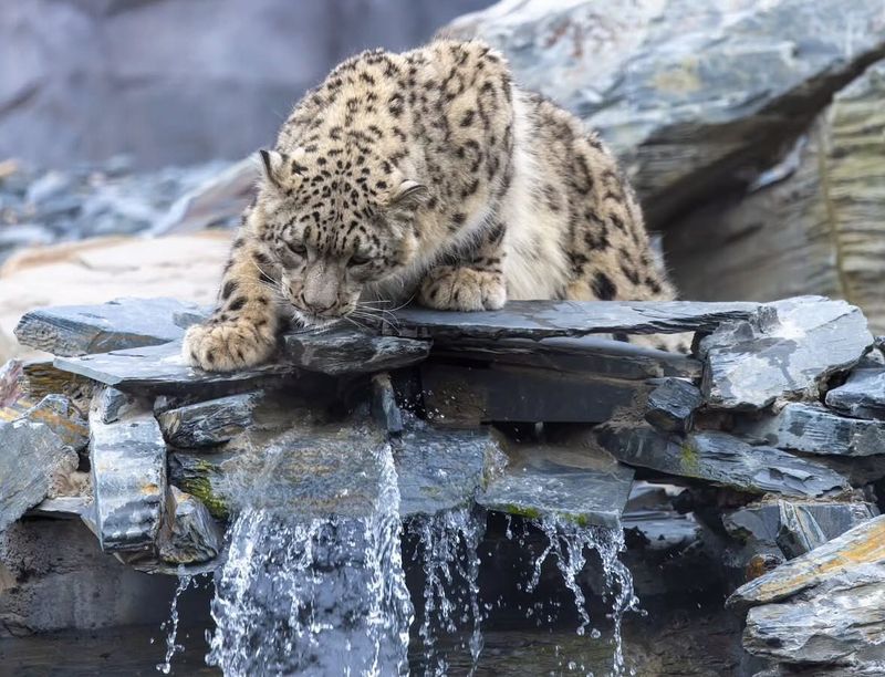 Snow Leopards: High-Altitude Swimmers