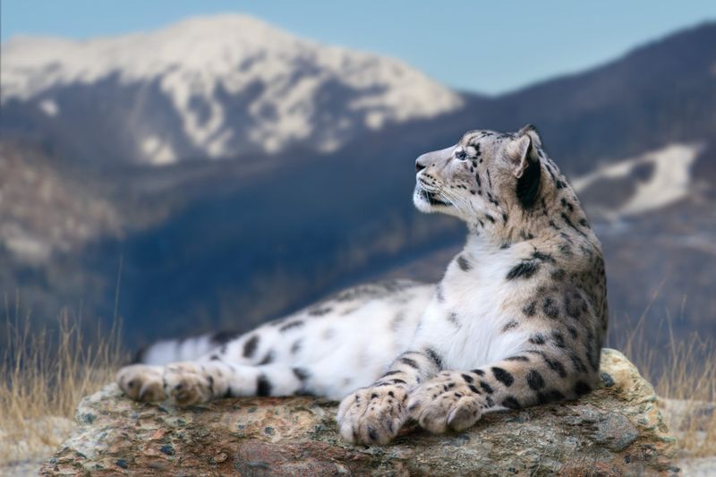 Snow Leopards in Himalayas