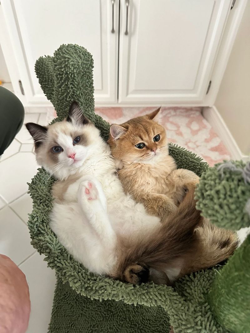 Sociable Ragdolls