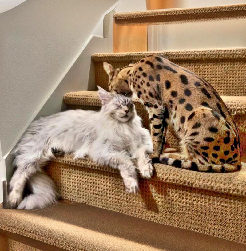 Social with Other Pets