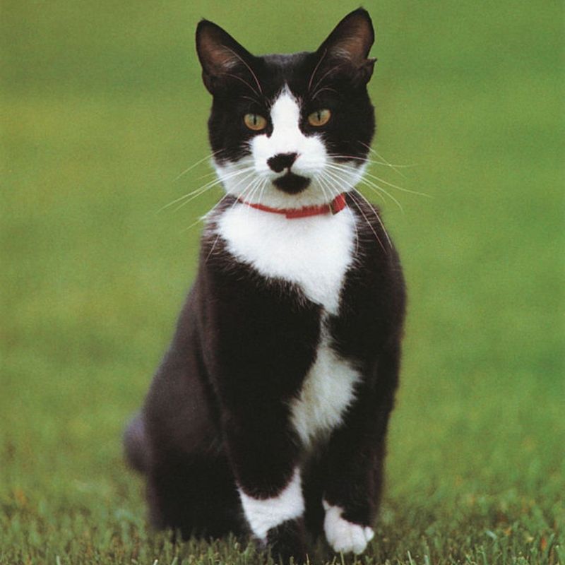 Socks Clinton: The White House's Tuxedo Ambassador