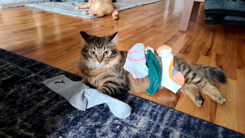 Socks