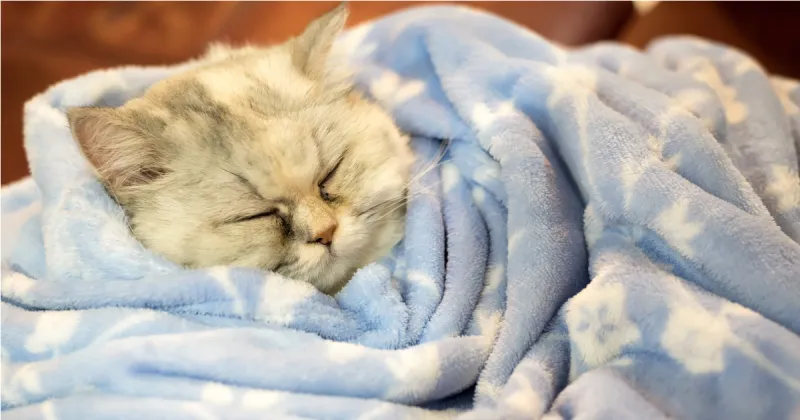 Soft, Warm Blankets or Beds