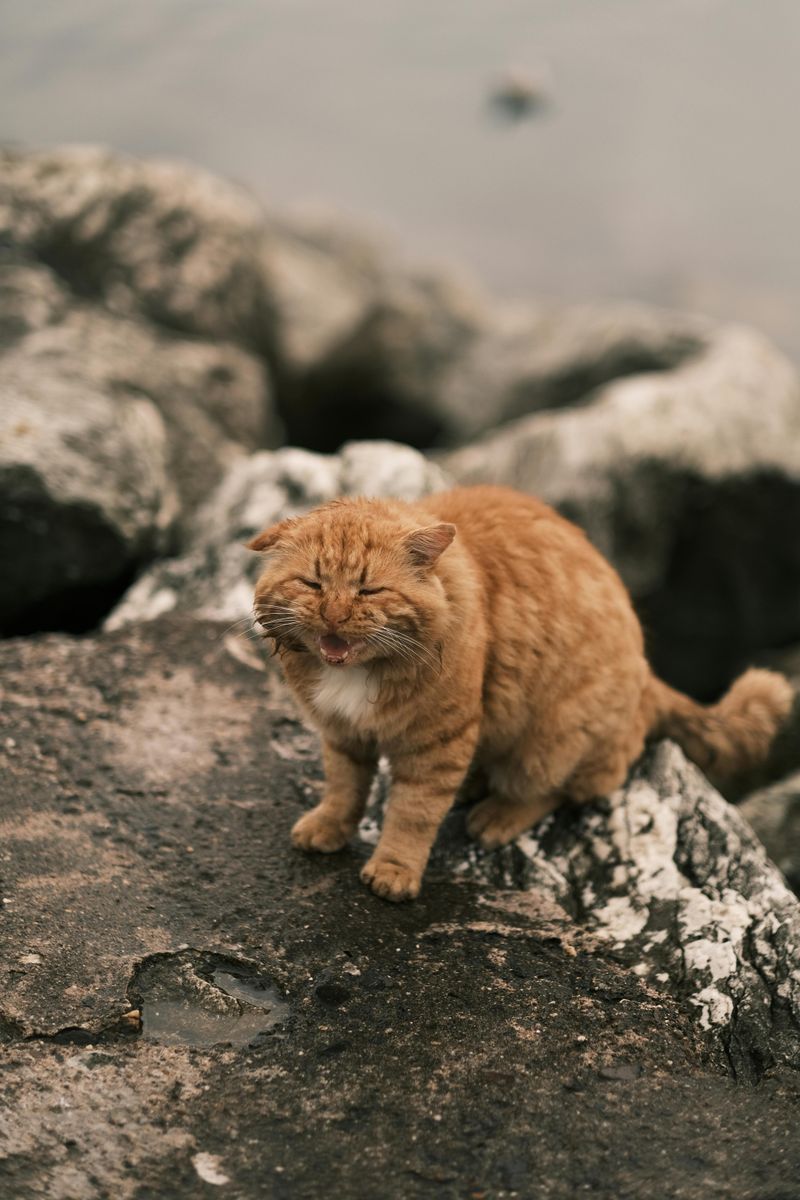 Solitary Nature