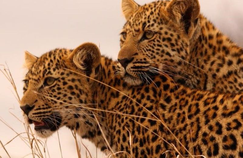 South Africa