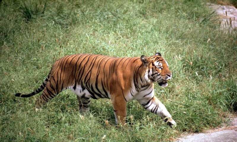 South China Tiger (Panthera tigris amoyensis)