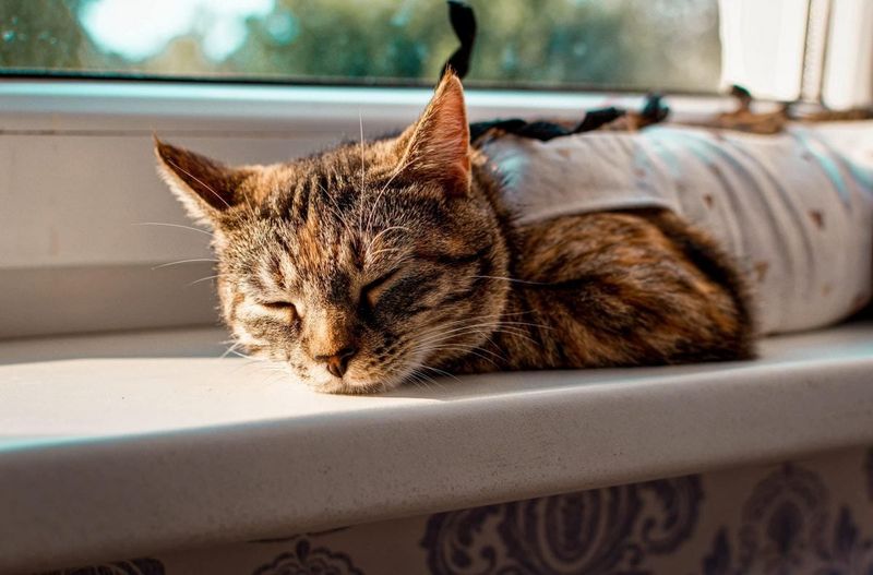 Spaying Eliminates Heat Cycles Completely