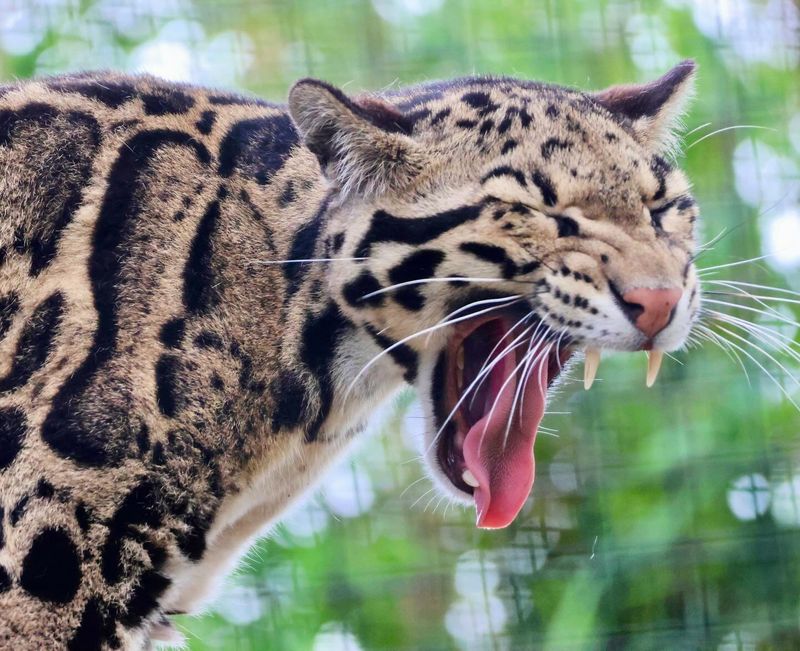 Specialized Teeth Designed For Hunting