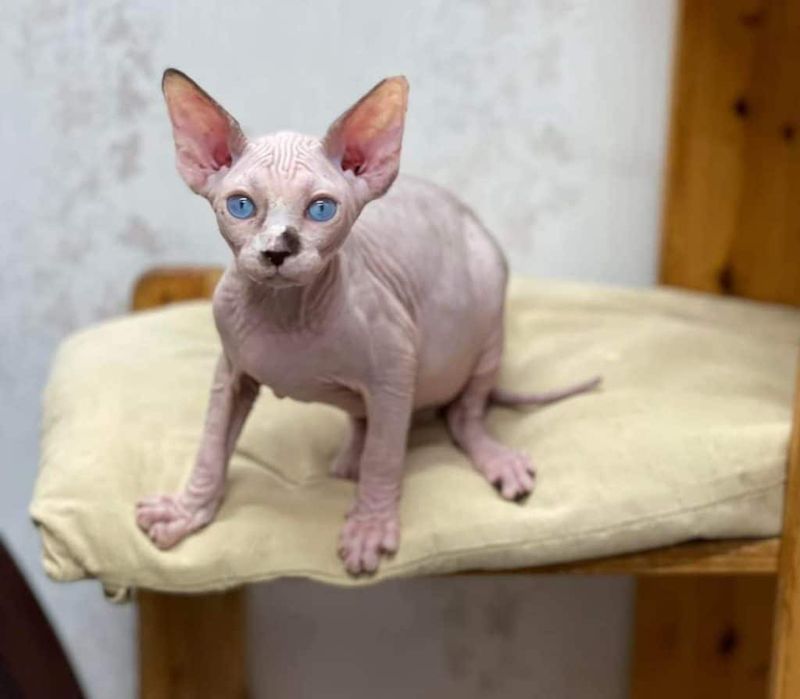Sphynx
