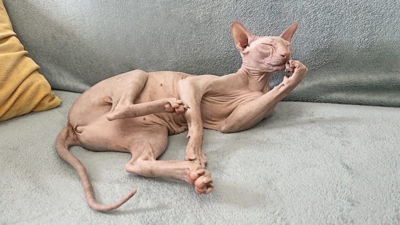 Sphynx
