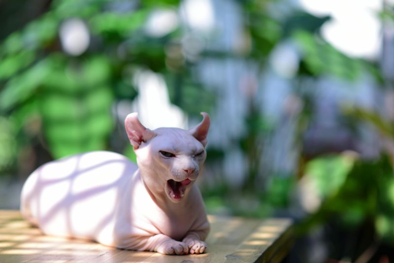 Sphynx