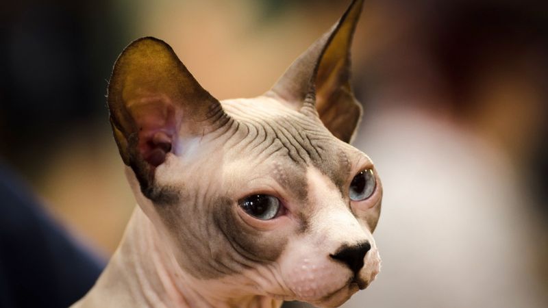 Sphynx