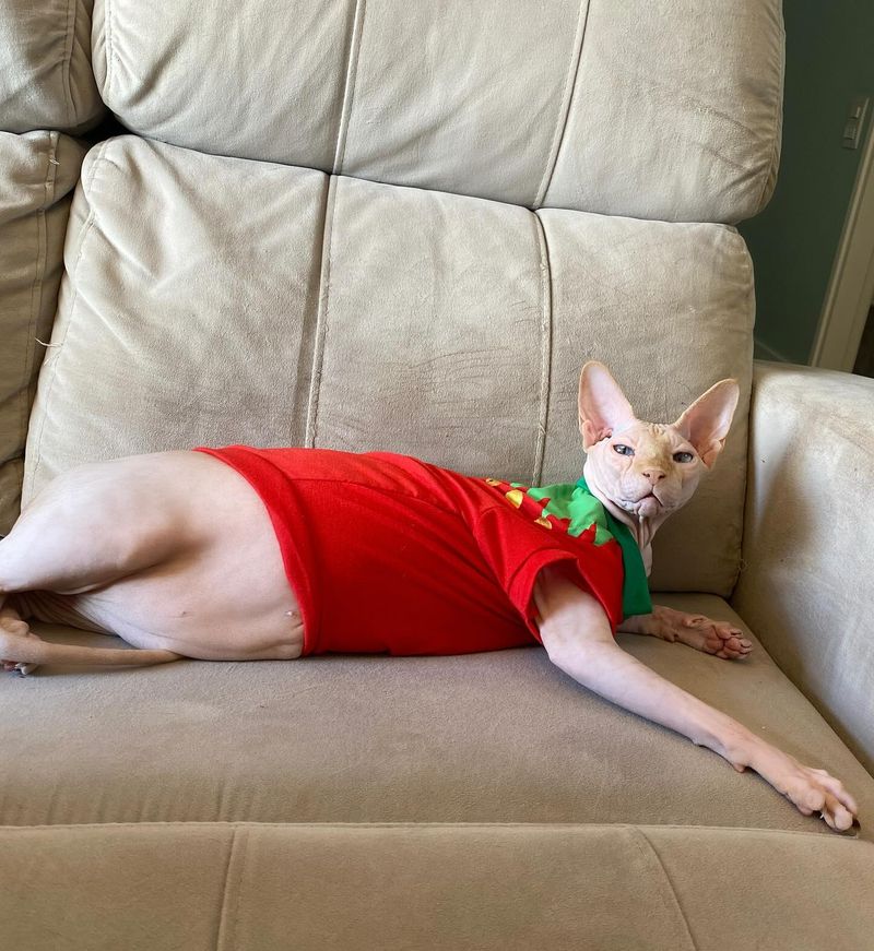 Sphynx