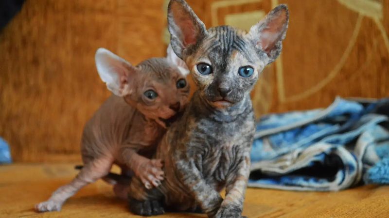 Sphynx