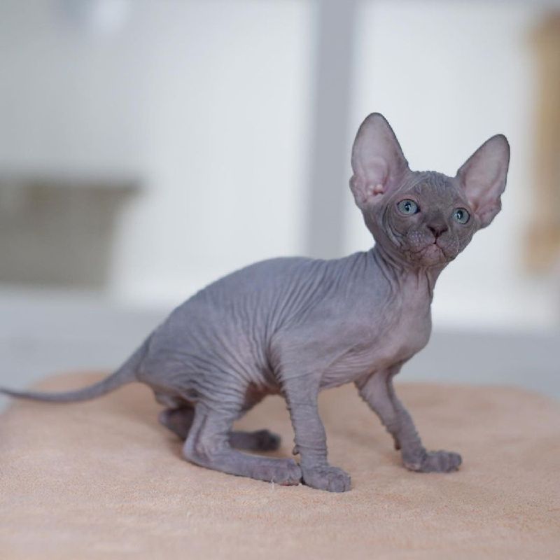 Sphynx