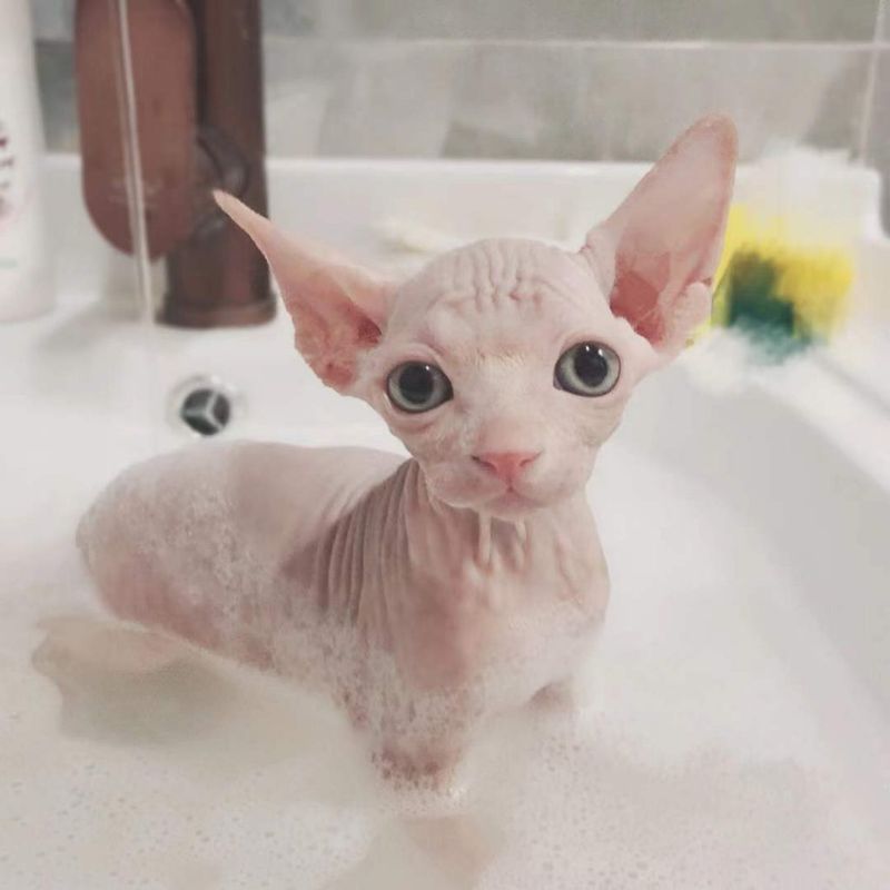 Sphynx