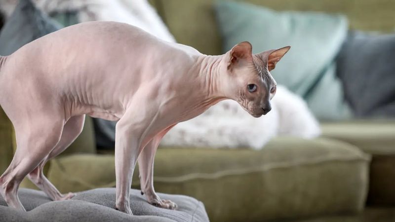 Sphynx