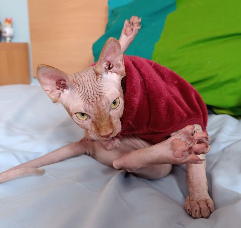 Sphynx