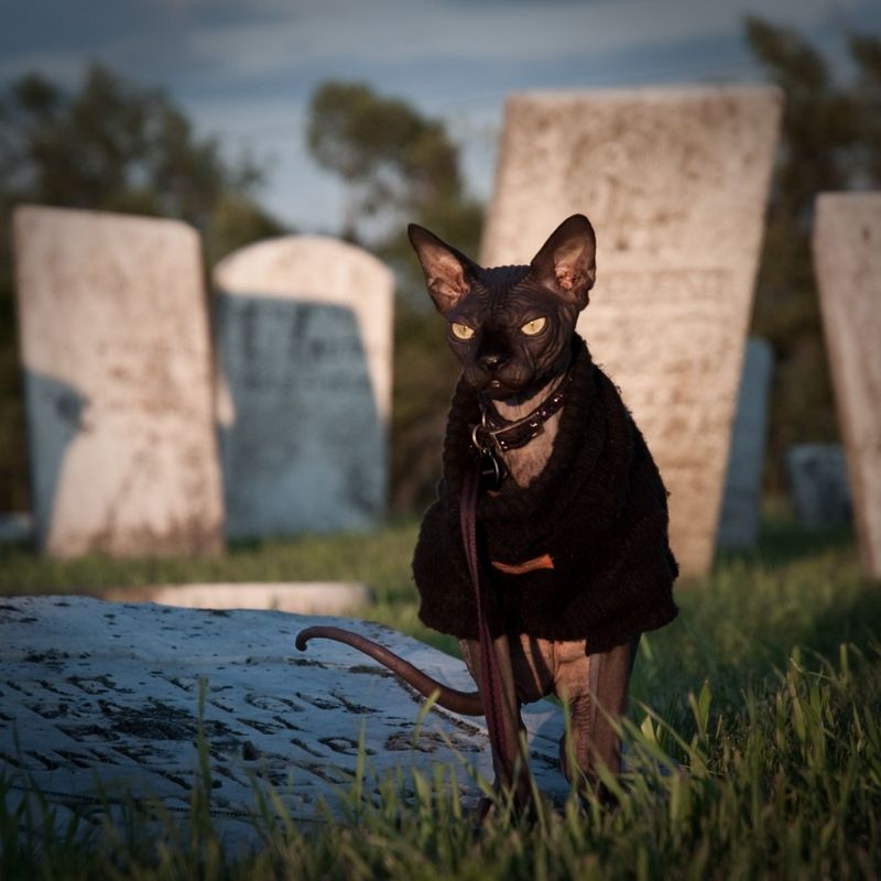 Sphynx