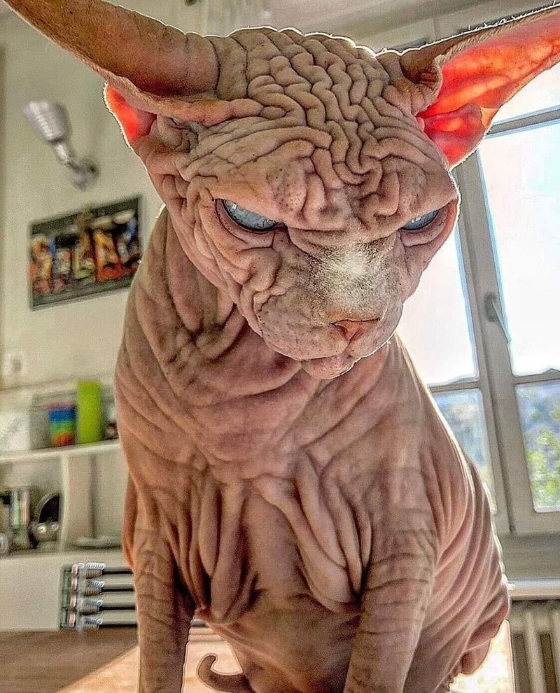 Sphynx