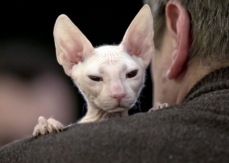 Sphynx