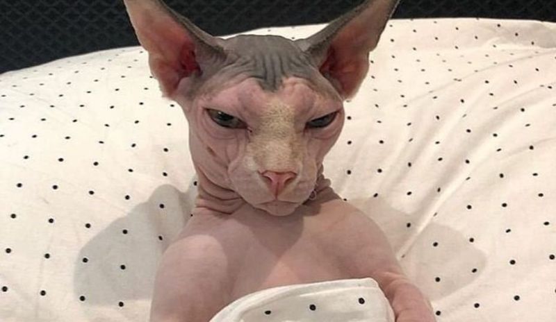 Sphynx