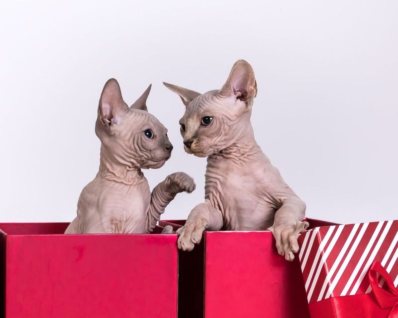 Sphynx
