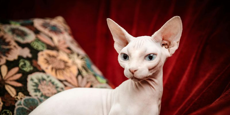 Sphynx