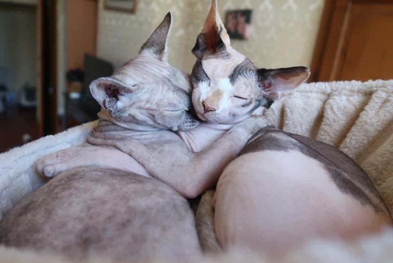 Sphynx
