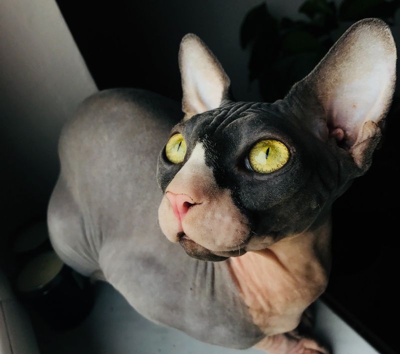 Sphynx