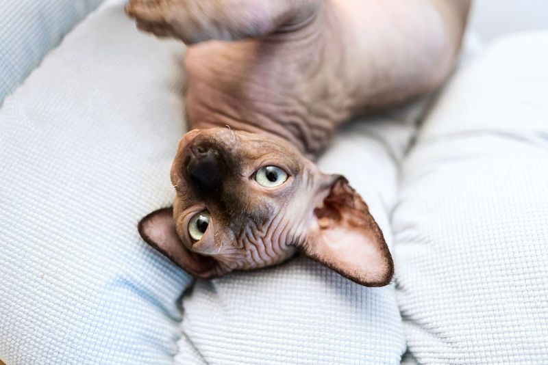 Sphynx