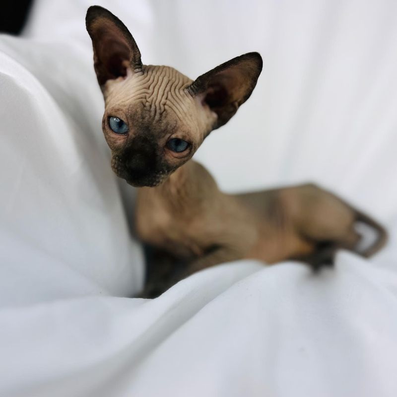 Sphynx