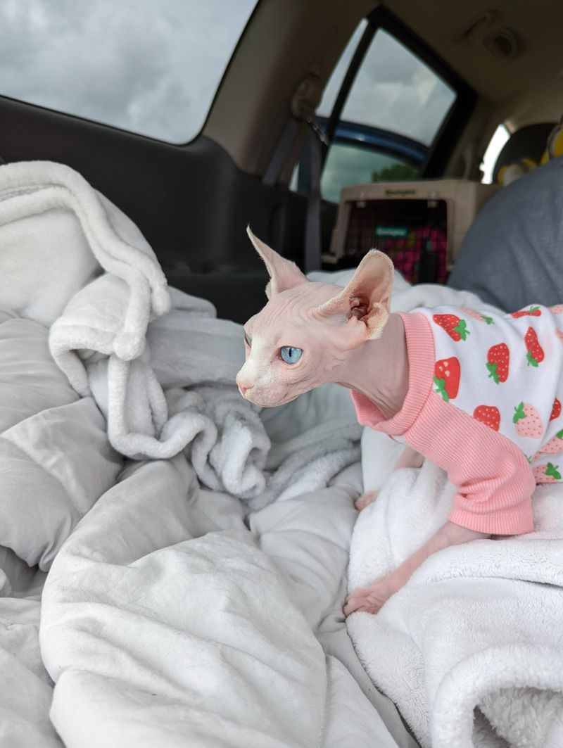 Sphynx