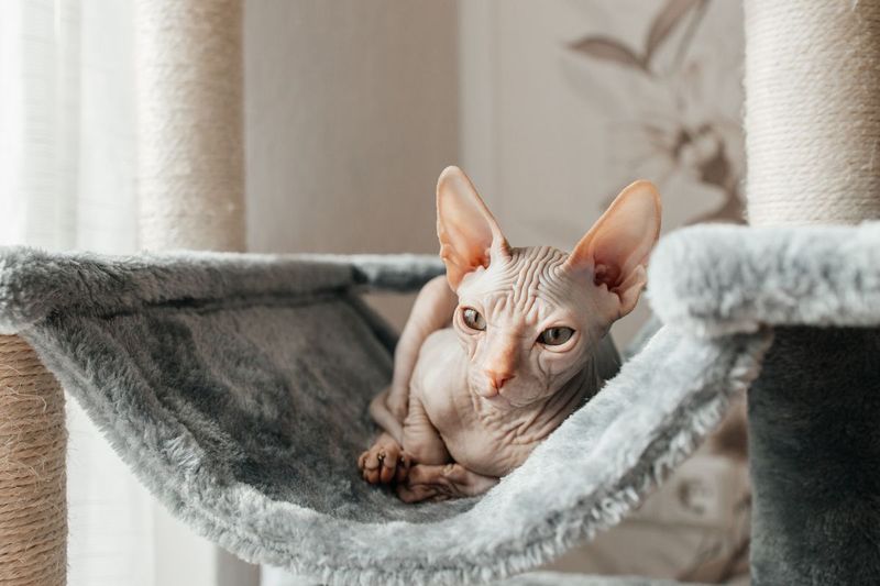 Sphynx