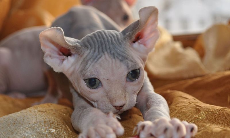 Sphynx