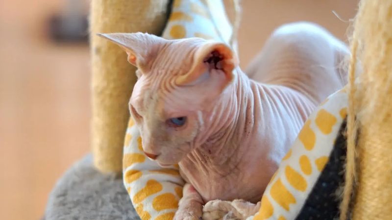 Sphynx